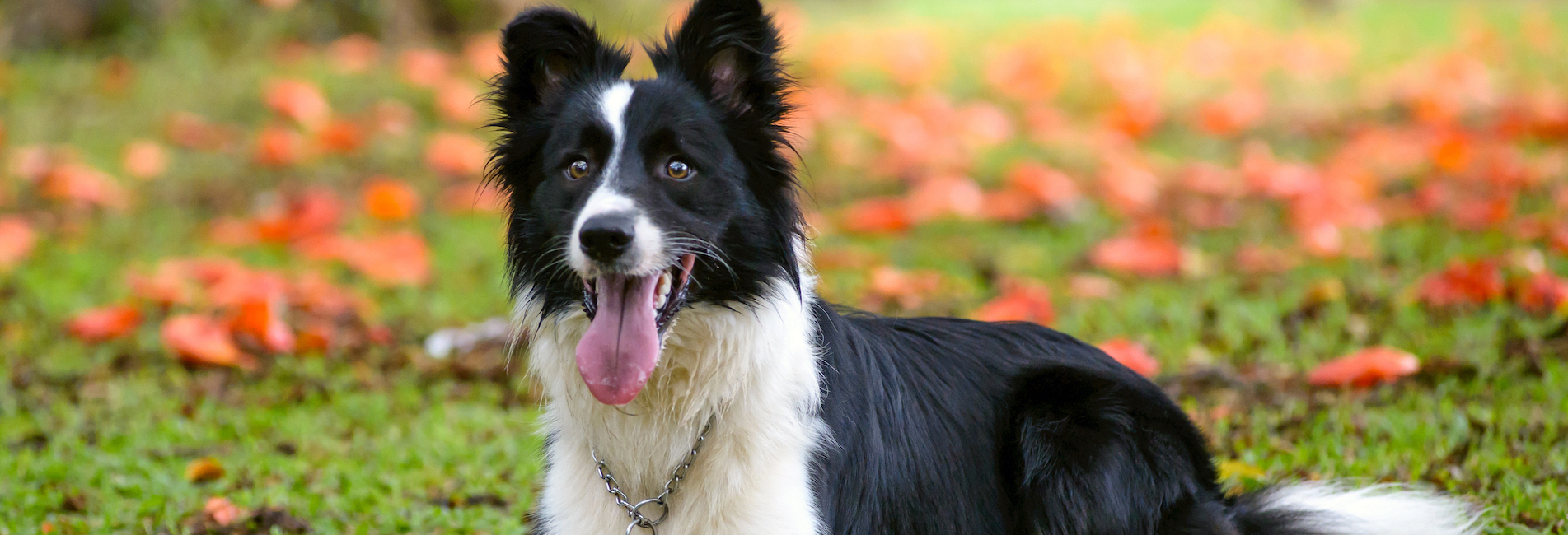 The Ultimate Border Collie Guide - Dog Walks Near Me
