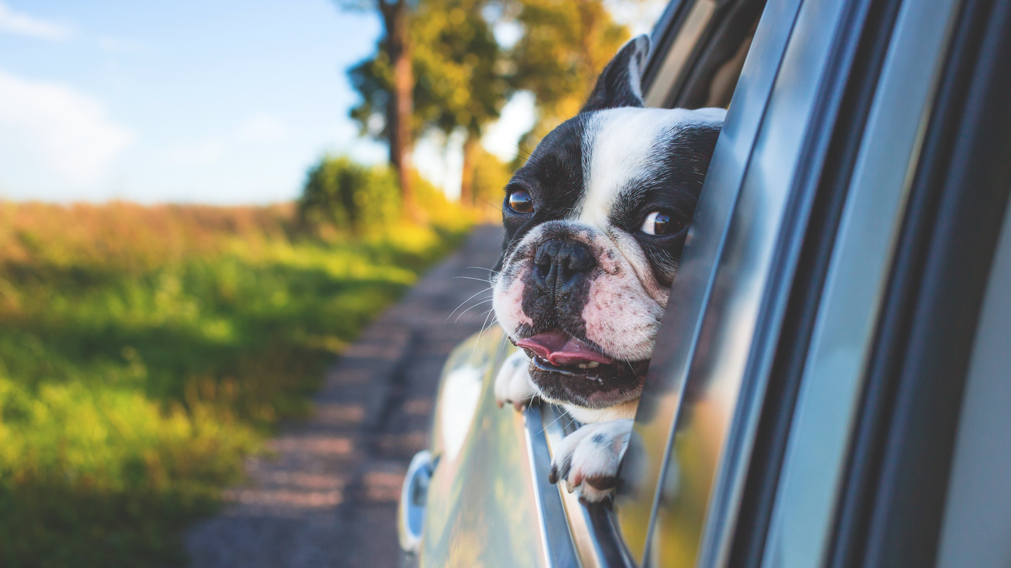 How to Take Your Dog on a Road Trip - Mahlow the greyhound