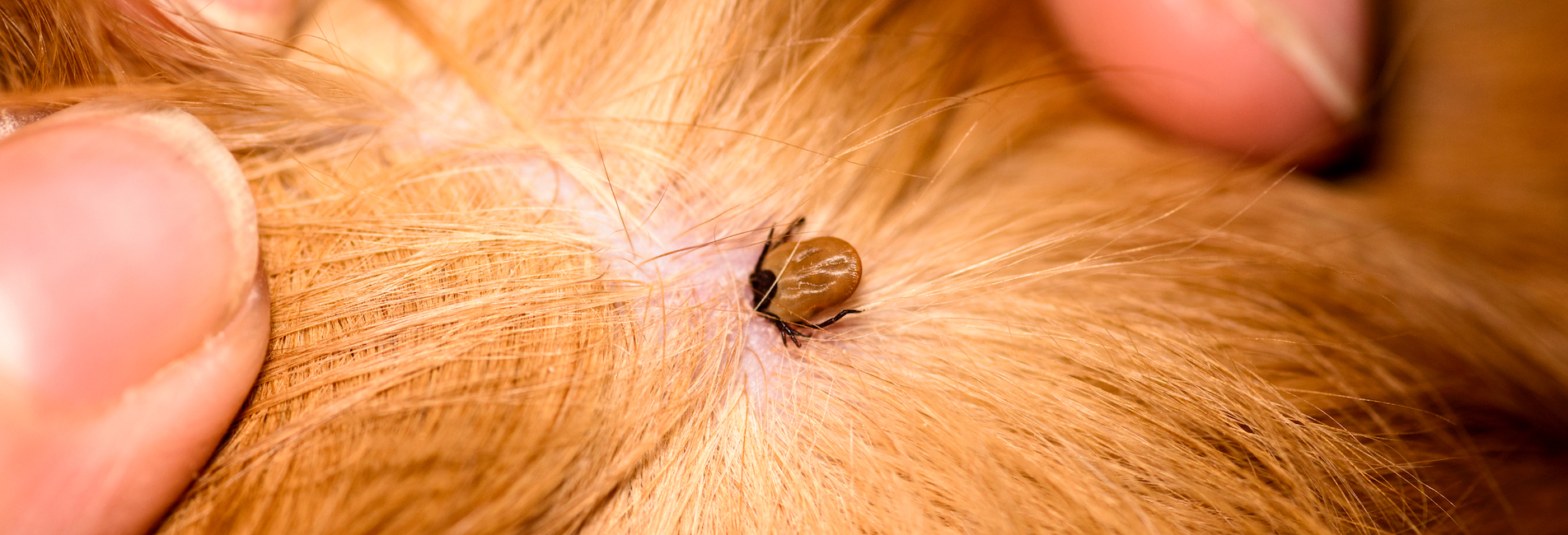 Tick Bites on Pets - Mahlow the greyhound