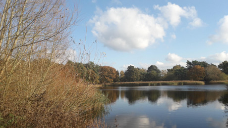 Frensham Little Pond, Surrey Hills - Dog Walks Near Me